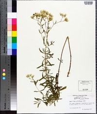 Eupatorium glaucescens image