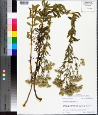 Eupatorium glaucescens image