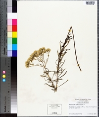 Eupatorium hyssopifolium image