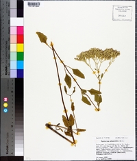 Eupatorium mikanioides image