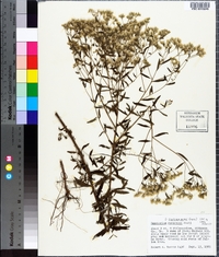 Eupatorium mohrii image