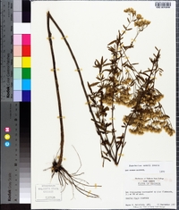 Eupatorium mohrii image
