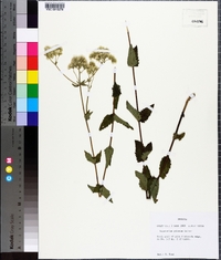 Eupatorium pilosum image