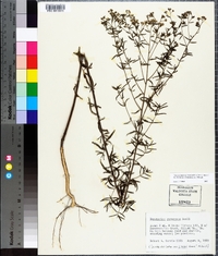 Eupatorium mohrii image
