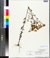 Eupatorium mohrii image