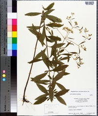 Eupatorium semiserratum image