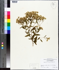 Eupatorium semiserratum image