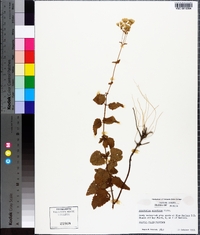 Ageratina aromatica image