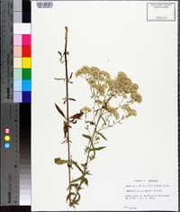 Eupatorium mohrii image