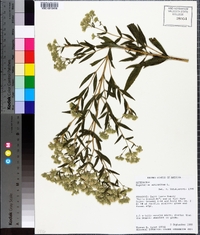 Eupatorium altissimum image