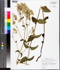 Ageratina aromatica image