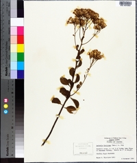 Garberia heterophylla image