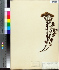 Garberia heterophylla image