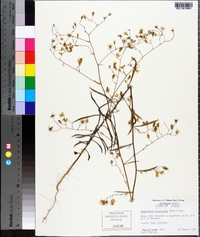 Croptilon divaricatum image