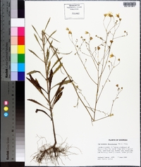 Croptilon divaricatum image