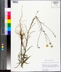 Croptilon divaricatum image