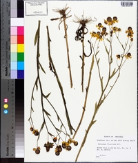 Helenium flexuosum image