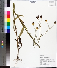 Helenium flexuosum image