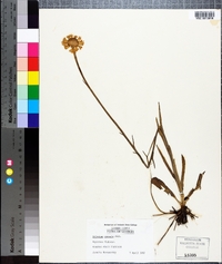 Helenium pinnatifidum image