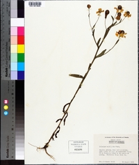 Helenium flexuosum image