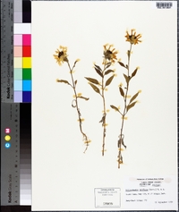 Helianthella uniflora image