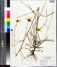 Helianthus angustifolius image