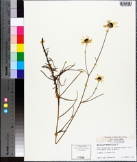 Helianthus angustifolius image