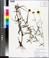 Helianthus angustifolius image