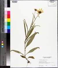 Helianthus angustifolius image