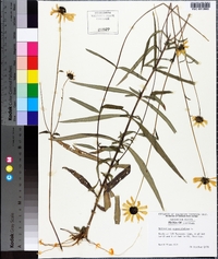 Helianthus angustifolius image