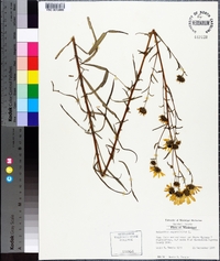 Helianthus angustifolius image