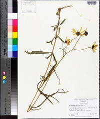 Helianthus angustifolius image