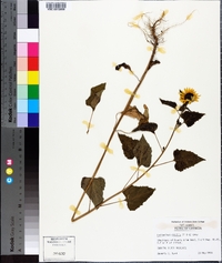 Helianthus debilis image