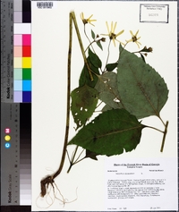 Helianthus decapetalus image