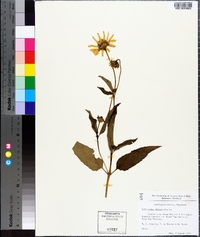 Helianthus decapetalus image