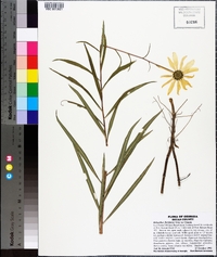 Helianthus floridanus image