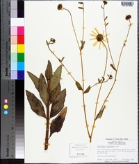 Helianthus floridanus image