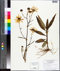 Helianthus floridanus image