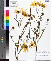 Helianthus floridanus image