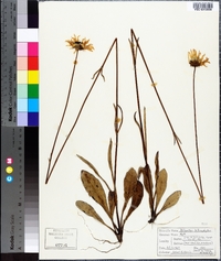 Helianthus heterophyllus image