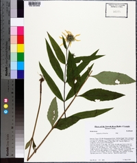 Helianthus hirsutus image