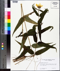 Helianthus hirsutus image