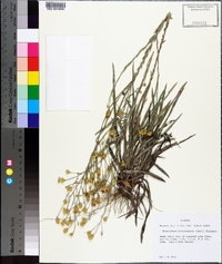 Pityopsis graminifolia image