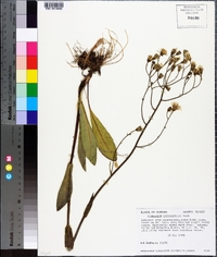 Hieracium megacephalon image