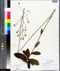 Hieracium megacephalon image
