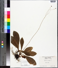 Hieracium venosum image