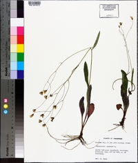 Hieracium venosum image