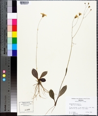 Hieracium venosum image