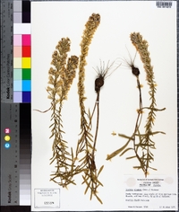 Liatris elegans image