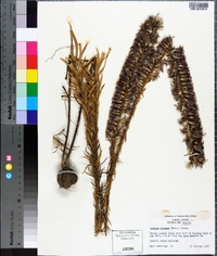 Liatris elegans image